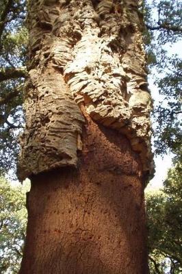 Book cover for Funky Cork Bark on a Tree in Corsica Journal