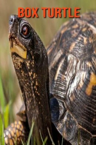 Cover of Box Turtle