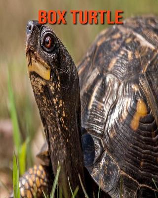 Book cover for Box Turtle