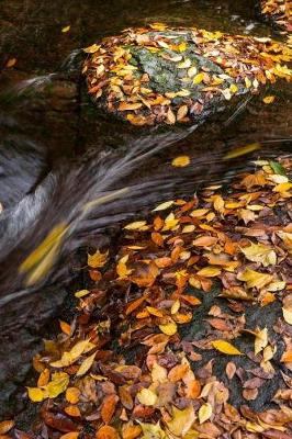 Book cover for Fallen Leaves in a Stream Journal