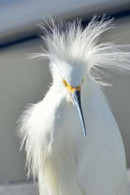 Book cover for Snowy Egret (Birds of the World)