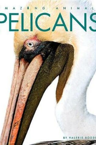 Cover of Pelicans