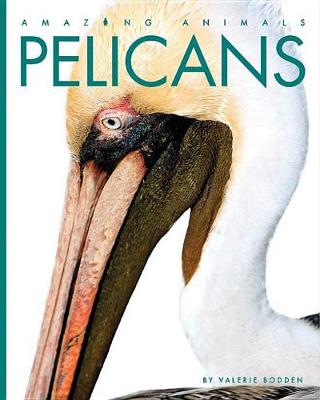 Book cover for Pelicans