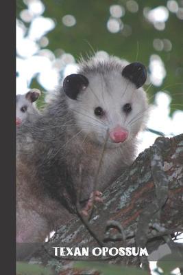 Book cover for texan opossum
