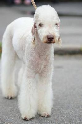 Book cover for The Bedlington Terrier Dog Journal