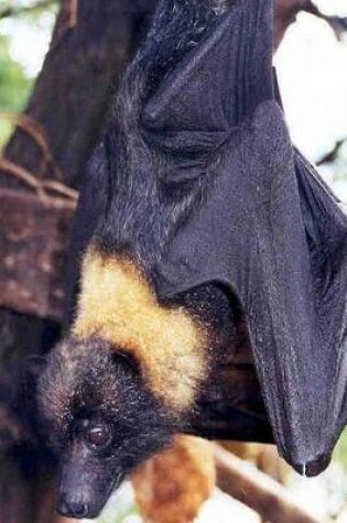 Cover of Mariana Fruit Bat Pteropus Mariannus Journal