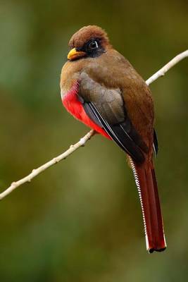 Book cover for Masked Trogon Journal