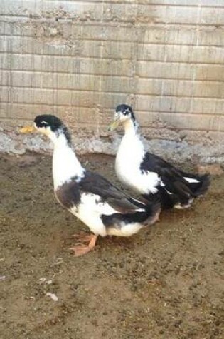 Cover of A Pair of Waddling Ducks in Mexico