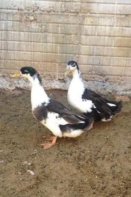 Book cover for A Pair of Waddling Ducks in Mexico