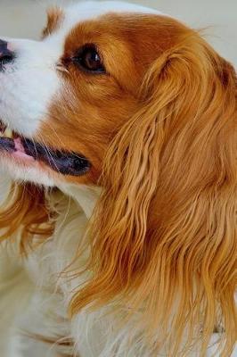 Book cover for Cavalier King Charles Spaniel Dog Profile Journal