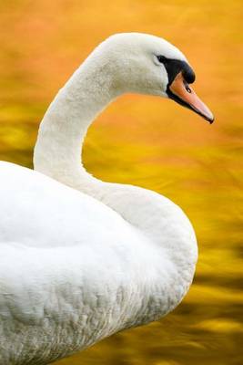 Book cover for Beautiful White Swan in the Fall, Birds of the World