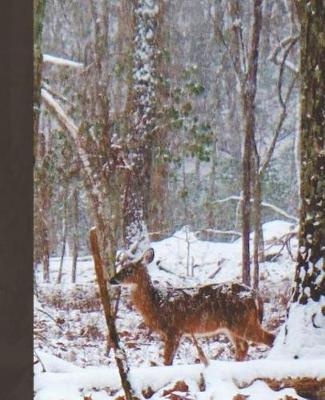 Cover of Pretty Deer in Snow Blank Lined Journal for Daily Thoughts Notebook