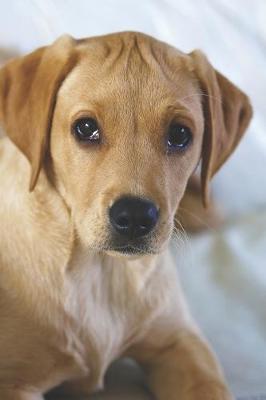 Book cover for Yellow Labrador Puppy Journal