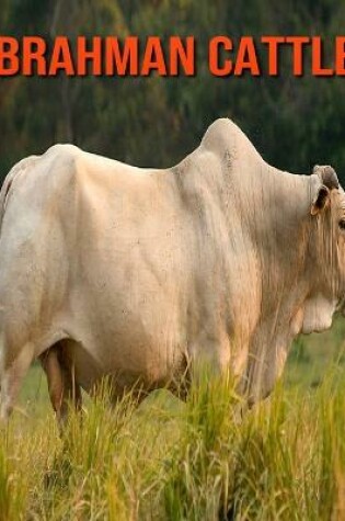 Cover of Brahman Cattle