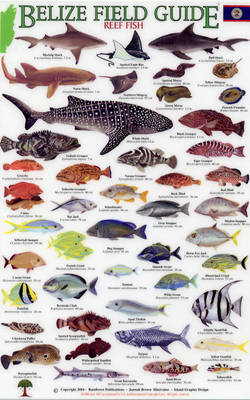 Cover of Reef Fish