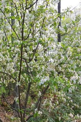 Cover of Springtime Journal Flowering Tree Forest Background