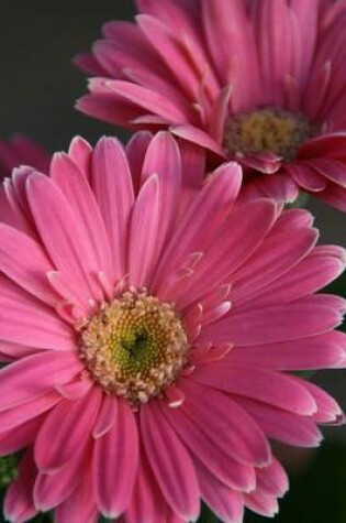 Cover of Pink Gerbera Daisy Journal