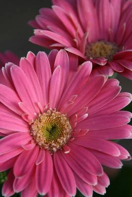 Book cover for Pink Gerbera Daisy Journal