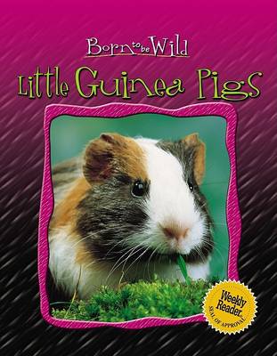 Cover of Little Guinea Pigs