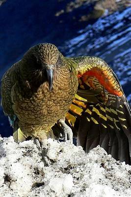 Book cover for Kea Parrot in New Zealand, Birds of the World