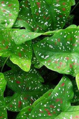 Book cover for Caladium Plant, for the Love of Nature