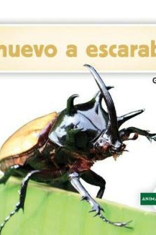 Cover of de Huevo a Escarabajo (Becoming a Beetle)