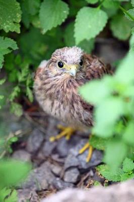 Book cover for Common Kestrel Bird on the Ground Journal