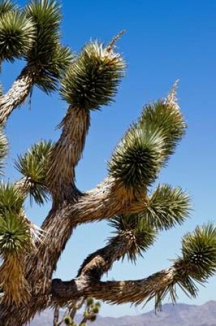 Cover of Joshua Tree Yucca Brevifolia in the California Desert