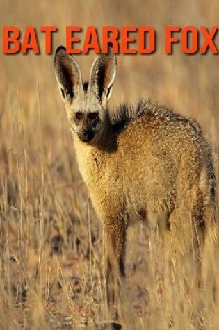 Cover of Bat Eared Fox