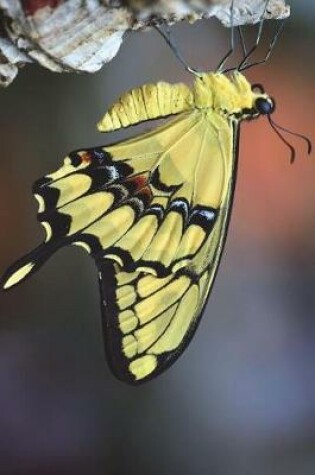 Cover of Yellow Papilio Machaon Swallowtail Butterfly Journal