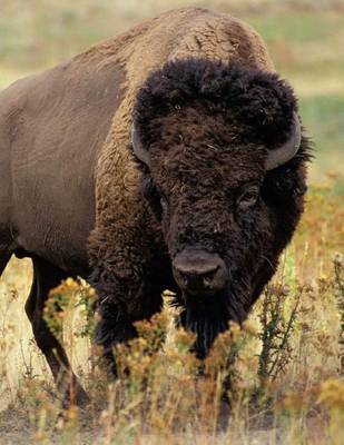 Book cover for North American Bison (Buffalo), Jumbo Oversized