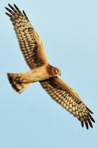 Cover of Northern Harrier (Circus Cyaneus) in Flight Journal