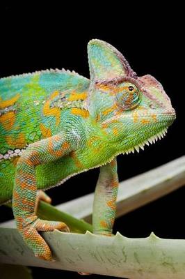 Book cover for Yemen or Veiled Chameleon on a Cactus Leaf Journal