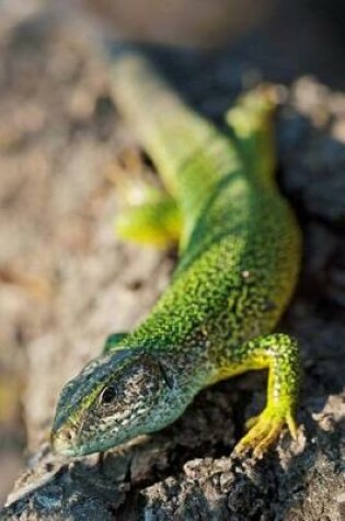 Cover of Green Lizard Sunning on a Rock Reptile Journal