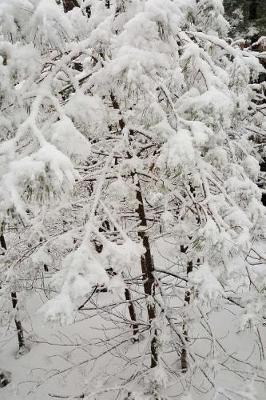 Book cover for Journal Winter Day Photography