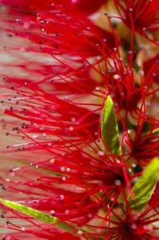 Cover of Native Australian Plants (Journal / Notebook)