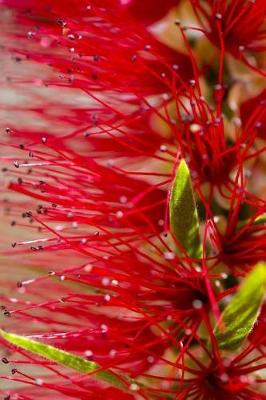 Book cover for Native Australian Plants (Journal / Notebook)