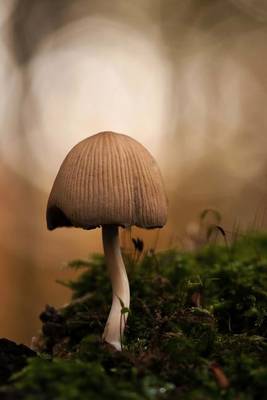 Book cover for Mica Comatus Forest Mushroom