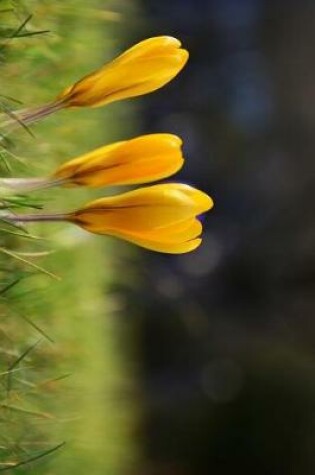 Cover of Three Yellow Crocus Flowers in a Field Journal