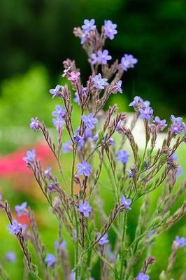 Book cover for Beautiful True-Blue Flowers of the Italian Bugloss Blossoming in the Summer Journal