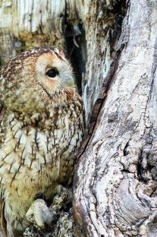 Cover of A Camouflaged Owl Blending Into a Tree