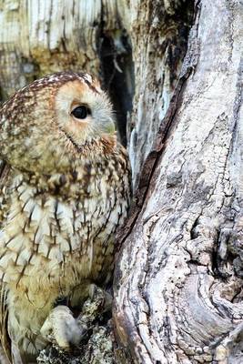 Book cover for A Camouflaged Owl Blending Into a Tree