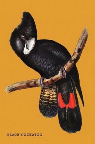 Cover of Black Cockatoo