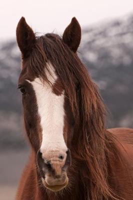 Book cover for Handsome Horse 2020 Weekly Monthly Planner