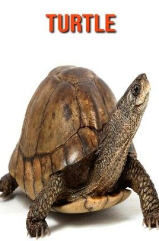 Cover of Turtle