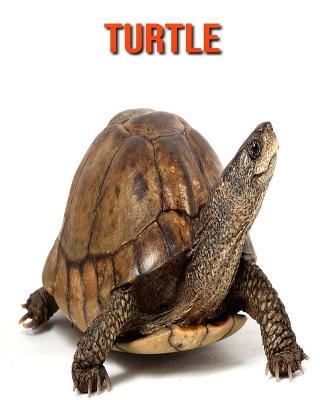 Book cover for Turtle