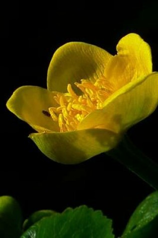 Cover of Single Yellow Tea Cup Marigold, for the Love of Flowers