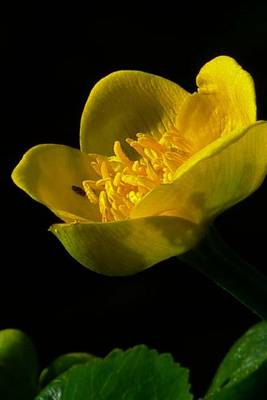 Book cover for Single Yellow Tea Cup Marigold, for the Love of Flowers