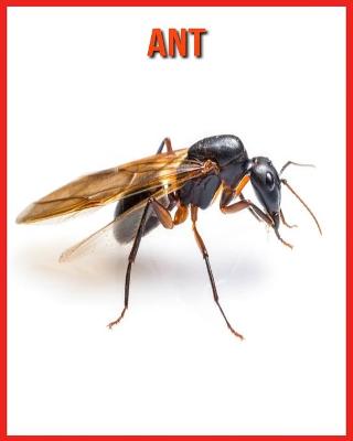 Book cover for Ant