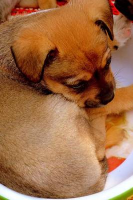 Book cover for Sleeping Puppy in a Bowl (for the Love of Dogs)